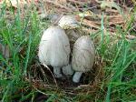 Coprinopsis atramentaria