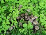 Coprinopsis atramentaria