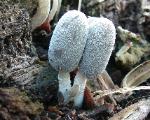 Coprinopsis lagopus