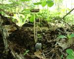 Coprinopsis lagopus
