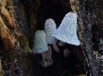 Coprinopsis lagopus