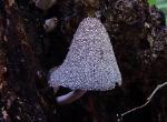 Coprinopsis lagopus