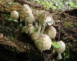 Coprinopsis variegata