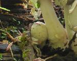 Coprinopsis variegata