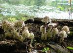 Coprinopsis variegata