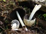 Coprinopsis variegata