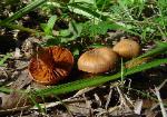 Cortinarius distans