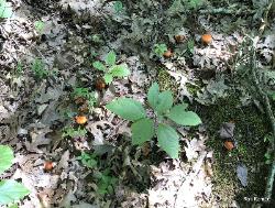 Cortinarius hesleri