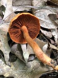 Cortinarius hesleri
