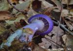 Cortinarius iodes