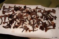 Craterellus fallax