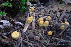 Crucibulum laeve