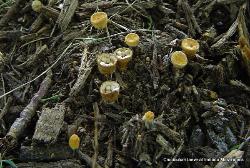 Crucibulum laeve