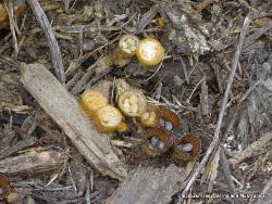 Crucibulum laeve