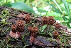 Cyathus striatus
