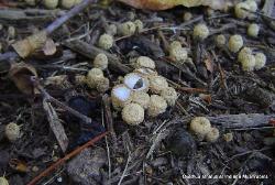 Cyathus striatus