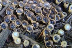 Cyathus striatus