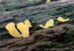 Dacryopinax spathularia
