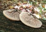 Daedalea quercina