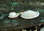 Daedalea quercina