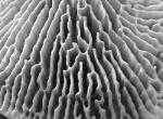 Daedalea quercina