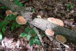 Daedaleopsis confragosa