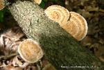 Daedaleopsis confragosa