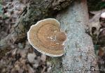 Daedaleopsis confragosa