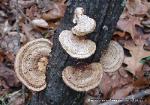 Daedaleopsis confragosa