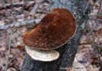 Daedaleopsis confragosa