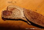 Daedaleopsis confragosa