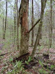 dead elm tree with morel mushrooms