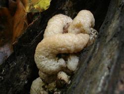 Entoloma abortivum