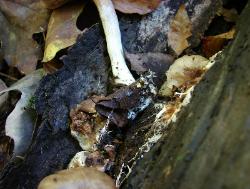 Entoloma abortivum