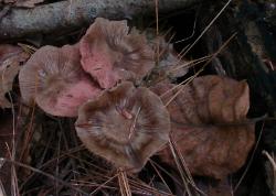 Entoloma strictius