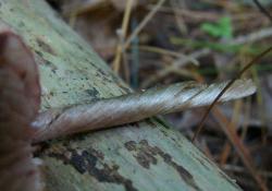 Entoloma strictius