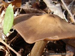 Entoloma vernum