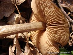Entoloma vernum