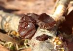 Exidia recisa