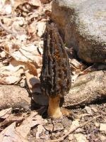 Morchella angusticeps