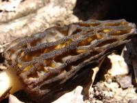 Morchella angusticeps