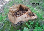 Fomitopsis spraguei