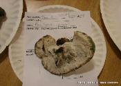 Fomitopsis spraguei