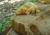 Fomitopsis spraguei