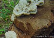 Fomitopsis spraguei