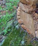 Fomitopsis spraguei