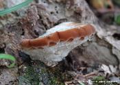 Fomitopsis spraguei