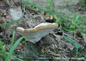 Fomitopsis spraguei
