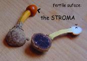 stroma