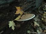 Ganoderma applanatum